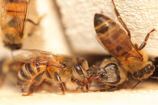 Trophallaxie abeille
