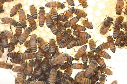Abeille sur alv&eacute;oles
