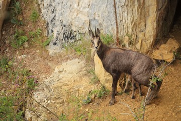 Chamois mère et petit