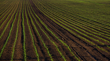 fertile field, crops, arable land