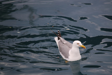 Greece Spiridakos Sailing Cruises