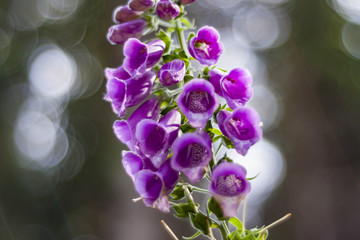 Naparstnica, Digitalis purpurea L. © Rafał Bachanek