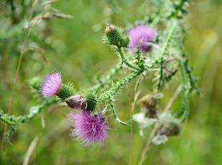 Thistle