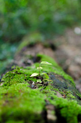 Growing