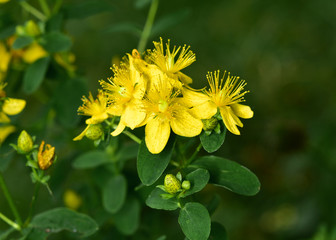 Echtes Johanniskraut, Hypericum perforatum, Tüpfel-Hartheu