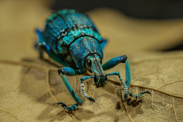 beetle (Eupholus schoenherri)