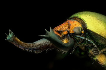 beetle of indonesia (Lamprima Adolphinae) male