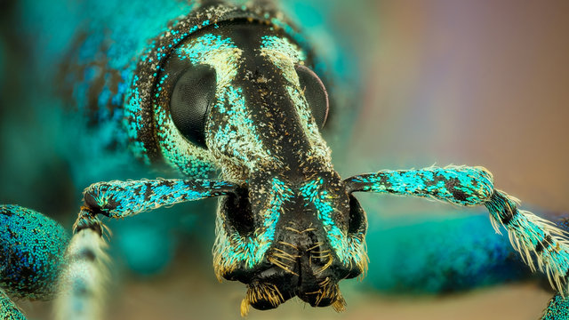 beetle (Eupholus schoenherri)