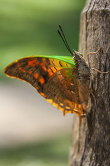 Butterfly Kenya