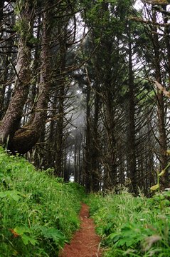 Thin dirt trail through a lush forest, with fog encroaching.