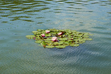 Pink water lilies floating on a rippled water close up 3