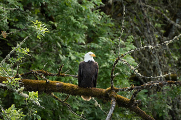Bald eagle
