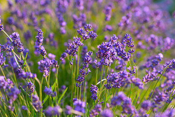 Obraz premium Blühender Lavendel