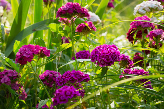 Bl&uuml;hende Bartnelken im Garten