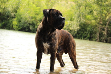 chien cane corso debout dans une rivière