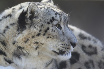 Snow Leopard Profile