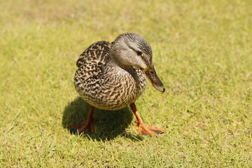 Duck