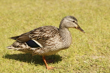 Duck