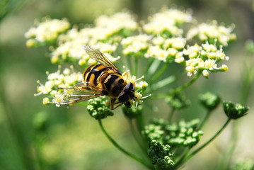пчела на соцветии пертушки