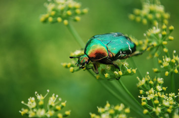 майский жук