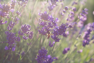 honey bee sitting on lavender flower