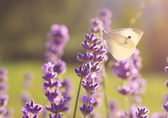 butterfly sitting on lavender flower