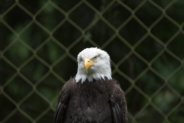 One eye Bald Eagle
