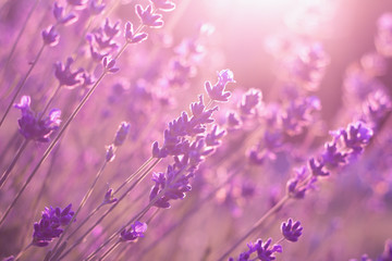 lavender flowers in sunset