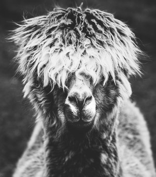 A portrait of a hairy alpaca in black and white