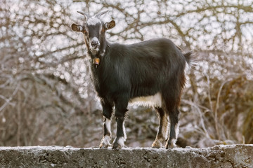 Black Goat at Fence