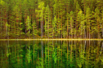 Lake in the Forest