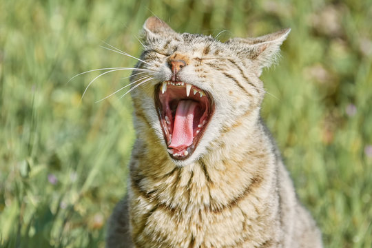 Yawning Stray Cat