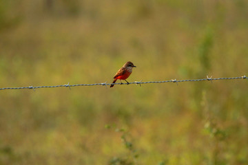 Vermilion flycatcher on a fence