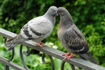 Pair of gray pigeons in the Park summer