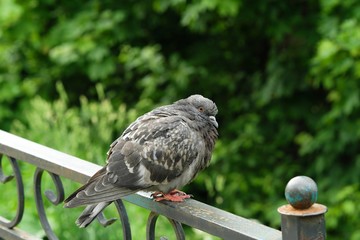Grey dove in the summer Park