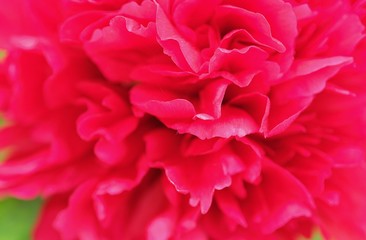 Beautiful scarlet peonies in the summer Park