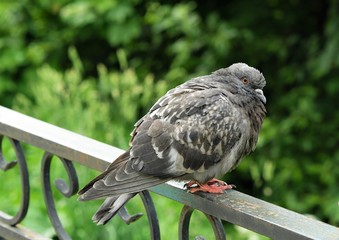 Grey dove in the summer Park