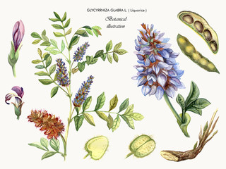 Botanical watercolor illustration of a medicinal plant liquorice. Glycyrrhiza glabra L.