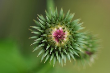 The plant burdock in the summer garden