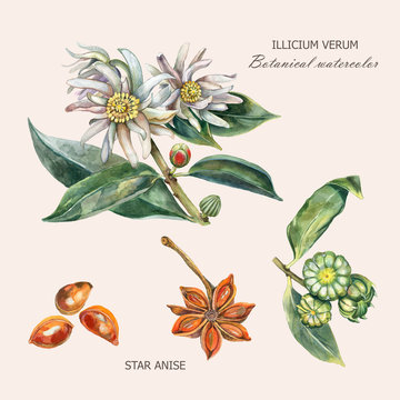 Watercolor botanical illustration of culinary and healing plant star anise (Illithium verum) with buds, flowers, fruits, leaves, seeds.