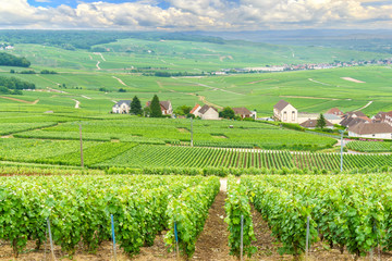 Scenic landscape in the Champagne, Vineyards in the Montagne de Reims, France