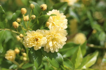 モッコウバラの黄色い花