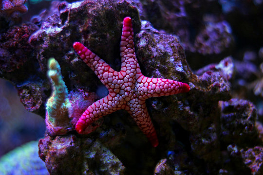 Fromia elegance star fish
