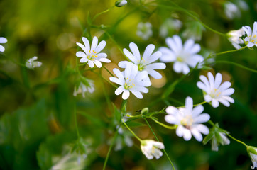 Small white wildflowers Stellaria holostea on a blurred background.