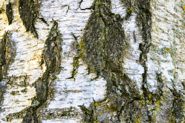 Birch bark texture backdrop
