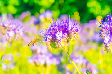 A bee near a blue flower