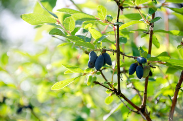 Ripe honeysuckle (Lonicera edulis) berries are edible close-up on a blurred background.