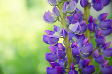 A popular flower Lupinus perennis close-up on a blurred background.