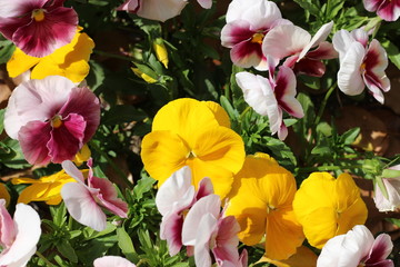 パンジーの花