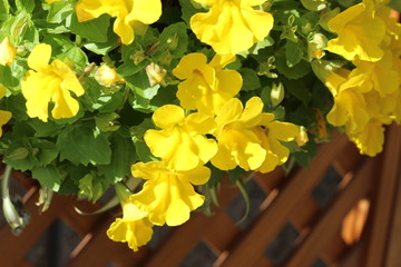 パンジーの花
